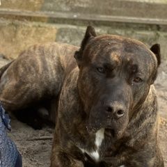 Подробнее об объявлении «Шебекино Пропала собака кобель» Фото: пропала собака  «Шебекино Пропала собака кобель» в г. Шебекино