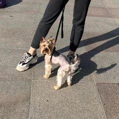 Подробнее об объявлении «Пропала собака кобель. Санкт-Петербург» Фото: пропала собака Йоркширский терьер «Пропала собака кобель. Санкт-Петербург» в г. Санкт-Петербург