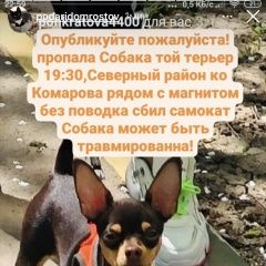 Подробнее об объявлении «Ростов-на-Дону Пропала собака кобель на ул комарова 9(магнит)» Фото: пропала собака Русский той-терьер «Ростов-на-Дону Пропала собака кобель на ул...» в г. Ростов-на-Дону