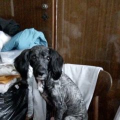 Подробнее об объявлении «Пропала собака кобель пёс Пермь» Фото: пропала собака  «Пропала собака кобель пёс Пермь» в г. Пермь