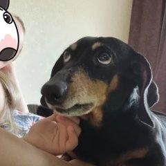 Подробнее об объявлении «Чита Пропала собака кобель вознаграждение» Фото: пропала собака Такса «Чита Пропала собака кобель вознаграждение» в г. Чита