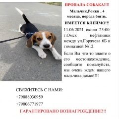Подробнее об объявлении «Омск Пропала собака по кличке рокки.» Фото: пропала собака Бигль «Омск Пропала собака по кличке рокки.» в г. Омск