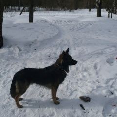Подробнее об объявлении «Подольск Пропала собака кобель метис овчарки» Фото: пропала собака  «Подольск Пропала собака кобель метис овчарки» в г. Подольск