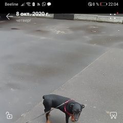 Подробнее об объявлении «Пропала собака помогите найти нашу собаку Реутов» Фото: пропала собака  «Пропала собака помогите найти нашу собаку Реутов» в г. Реутов