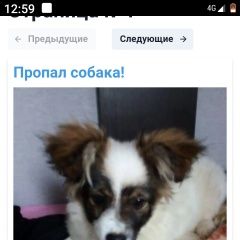 Подробнее об объявлении «Волгоград Пропала собака» Фото: пропала собака  «Волгоград Пропала собака» в г. Волгоград