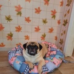 Подробнее об объявлении «Анапа Пропала собака потерялась любимая собачка мопсик» Фото: пропала собака Мопс «Анапа Пропала собака потерялась любимая собачка...» в г. Анапа