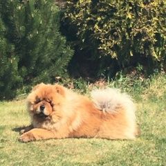 Подробнее об объявлении «Лобня Пропала собака» Фото: пропала собака  «Лобня Пропала собака» в г. Лобня