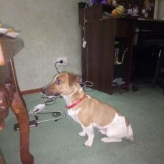 Подробнее об объявлении «Пропала собака кобель Санкт-Петербург» Фото: пропала собака Джек рассел терьер «Пропала собака кобель Санкт-Петербург» в г. Санкт-Петербург