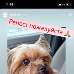 Подробнее об объявлении «Тольятти Пропала собака кобель» Фото: пропала собака Йоркширский терьер «Тольятти Пропала собака кобель» в г. Тольятти