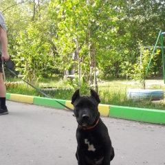 Подробнее об объявлении «Омск Пропала собака кобель» Фото: пропала собака Американский стаффордширский терьер «Омск Пропала собака кобель» в г. Омск