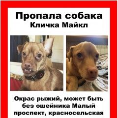 Подробнее об объявлении «Пропала собака кобель Санкт-Петербург» Фото: пропала собака  «Пропала собака кобель Санкт-Петербург» в г. Санкт-Петербург