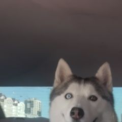 Подробнее об объявлении «Анапа Пропала собака сорвался с ошейника» Фото: пропала собака Сибирская хаски «Анапа Пропала собака сорвался с ошейника» в г. Анапа