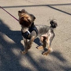 Подробнее об объявлении «Пропала собака Самара» Фото: пропала собака Йоркширский терьер «Пропала собака Самара» в г. Самара