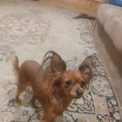 Подробнее об объявлении «Омск Пропала собака» Фото: пропала собака Русский той-терьер «Омск Пропала собака» в г. Омск