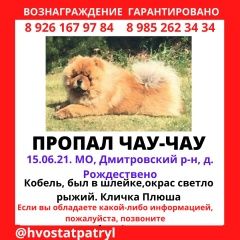 Подробнее об объявлении «Лобня Пропала собака кобель чау-чау» Фото: пропала собака Чау-чау «Лобня Пропала собака кобель чау-чау» в г. Лобня
