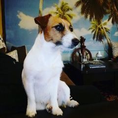 Подробнее об объявлении «Шахты Пропала собака в районе ул. земледельческой» Фото: пропала собака Джек рассел терьер «Шахты Пропала собака в районе ул. земледельческой» в г. Шахты