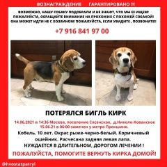 Подробнее об объявлении «Пропала собака кобель Москва» Фото: пропала собака Бигль «Пропала собака кобель Москва» в г. Москва