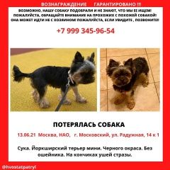 Подробнее об объявлении «Пропала собака йорк ( девочка) Московский» Фото: пропала собака Йоркширский терьер «Пропала собака йорк ( девочка) Московский» в г. Московский