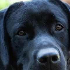 Подробнее об объявлении «Пропала собака кобель попал лабрадор Сочи» Фото: пропала собака Лабрадор ретривер «Пропала собака кобель попал лабрадор Сочи» в г. Сочи