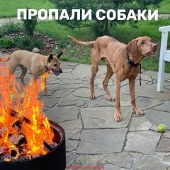 Подробнее об объявлении «Дмитров Пропала собака кобель и две собаки: дворняжка и выжла» Фото: пропала собака Венгерская выжла «Дмитров Пропала собака кобель и две собаки:...» в г. Дмитров