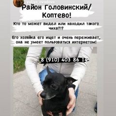 Подробнее об объявлении «Пропала собака кобель той терьер Москва» Фото: пропала собака Той-терьер «Пропала собака кобель той терьер Москва» в г. Москва