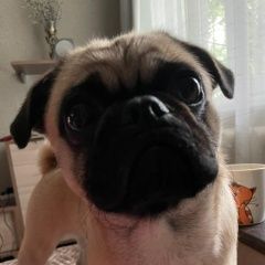 Подробнее об объявлении «Чита Пропала собака кобель помогите, пожалуйста, найти собаку. мопс» Фото: пропала собака Мопс «Чита Пропала собака кобель помогите,...» в г. Чита