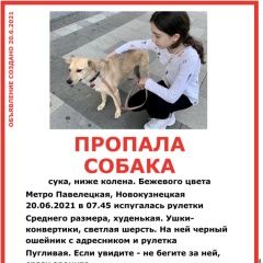 Подробнее об объявлении «Пропала собака кличка мия Москва» Фото: пропала собака  «Пропала собака кличка мия Москва» в г. Москва