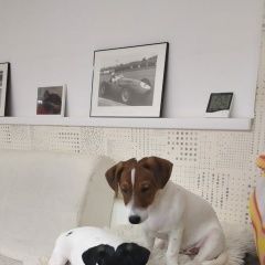 Подробнее об объявлении «Пропала собака мальчик джек 8 месяцев. Электросталь» Фото: пропала собака Джек рассел терьер «Пропала собака мальчик джек 8 месяцев....» в г. Электросталь