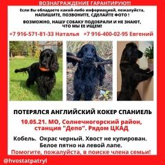 Подробнее об объявлении «Пропала собака кобель английский кокер спаниель Зеленоград» Фото: пропала собака Американский кокер-спаниель «Пропала собака кобель английский кокер спаниель...» в г. Зеленоград