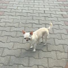 Подробнее об объявлении «Иваново Пропала собака чиахуа» Фото: пропала собака Чихуахуа «Иваново Пропала собака чиахуа» в г. Иваново