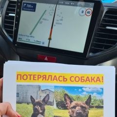 Подробнее об объявлении «Пропала собака очень ждем домой. Санкт-Петербург» Фото: пропала собака  «Пропала собака очень ждем домой. Санкт-Петербург» в г. Санкт-Петербург