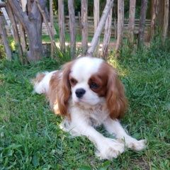 Подробнее об объявлении «Пропала собака кобель Смоленск» Фото: пропала собака Кавалер кинг чарльз спаниель «Пропала собака кобель Смоленск» в г. Смоленск