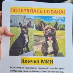 Подробнее об объявлении «Пропала собака Санкт-Петербург» Фото: пропала собака  «Пропала собака Санкт-Петербург» в г. Санкт-Петербург