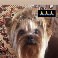 Подробнее об объявлении «Пропала собака кобель Симферополь» Фото: пропала собака Йоркширский терьер «Пропала собака кобель Симферополь» в г. Симферополь