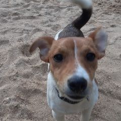 Подробнее об объявлении «Пропала собака кобель ждек рассел 7мес. Можайск» Фото: пропала собака  «Пропала собака кобель ждек рассел 7мес. Можайск» в г. Можайск