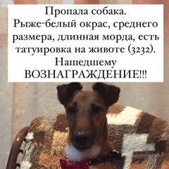 Подробнее об объявлении «Красноярск Пропала собака кобель» Фото: пропала собака Фокстерьер «Красноярск Пропала собака кобель» в г. Красноярск