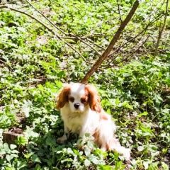 Подробнее об объявлении «Пропала собака кобель Смоленск» Фото: пропала собака Кавалер кинг чарльз спаниель «Пропала собака кобель Смоленск» в г. Смоленск