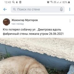 Подробнее об объявлении «Пропала собака кобель американский кокер спаниель бежевого цве Раменское» Фото: пропала собака Американский кокер-спаниель «Пропала собака кобель американский кокер...» в г. Раменское