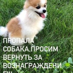 Подробнее об объявлении «Пенза Пропала собака кобель» Фото: пропала собака Померанский шпиц «Пенза Пропала собака кобель» в г. Пенза