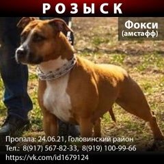 Подробнее об объявлении «Пропала собака потерялась амстафф фокси Москва» Фото: пропала собака Американский стаффордширский терьер «Пропала собака потерялась амстафф фокси Москва» в г. Москва