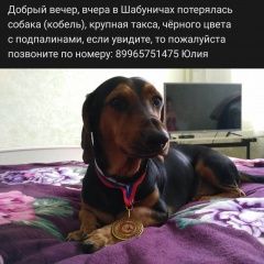 Подробнее об объявлении «Пропала собака кобель такса Пермь» Фото: пропала собака Такса «Пропала собака кобель такса Пермь» в г. Пермь