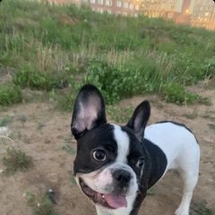Подробнее об объявлении «Подольск Пропала собака кобель помогите найти собаку» Фото: пропала собака Французский бульдог «Подольск Пропала собака кобель помогите найти...» в г. Подольск
