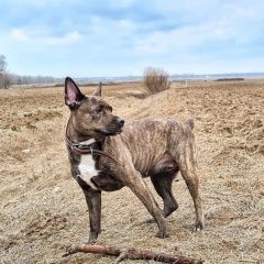 Подробнее об объявлении «Пропала собака потерялась Санкт-Петербург» Фото: пропала собака  «Пропала собака потерялась Санкт-Петербург» в г. Санкт-Петербург