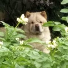 Подробнее об объявлении «Пропала собака будем рады любой информации. Троицк» Фото: пропала собака Чау-чау «Пропала собака будем рады любой информации. Троицк» в г. Троицк