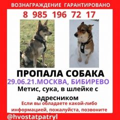 Подробнее об объявлении «Пропала собака Москва» Фото: пропала собака  «Пропала собака Москва» в г. Москва