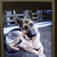 Подробнее об объявлении «Тюмень Пропала собака кобель» Фото: пропала собака Немецкая овчарка «Тюмень Пропала собака кобель» в г. Тюмень