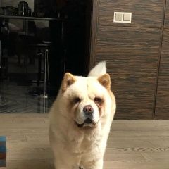 Подробнее об объявлении «Пропала собака породы чау-чау Троицк» Фото: пропала собака Чау-чау «Пропала собака породы чау-чау Троицк» в г. Троицк