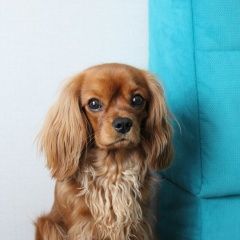 Подробнее об объявлении «Пропала собака кобель рубиновый кавалер Самара» Фото: пропала собака Кавалер кинг чарльз спаниель «Пропала собака кобель рубиновый кавалер Самара» в г. Самара