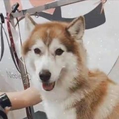 Подробнее об объявлении «Пропала собака порода хаски Санкт-Петербург» Фото: пропала собака Сибирская хаски «Пропала собака порода хаски Санкт-Петербург» в г. Санкт-Петербург