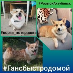 Подробнее об объявлении «Ахтубинск Пропала собака кобель вельш-корги из а» Фото: пропала собака Вельш корги «Ахтубинск Пропала собака кобель вельш-корги из а» в г. Ахтубинск